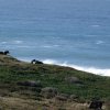 Point Reyes 13